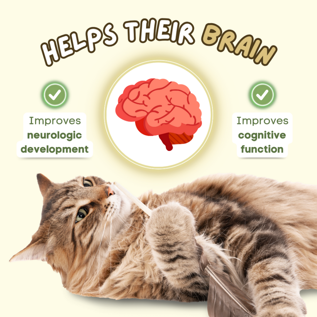 Creamy Omega-3 Fish Oil Pump for Cats